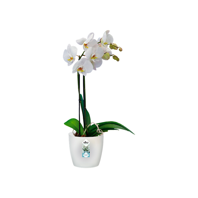 brussels orchidee 16cm transparant